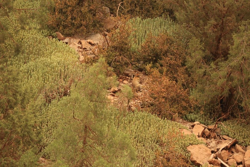 Singe magot dans son habitat, sur un versant de rive droite du bas oued Melloul